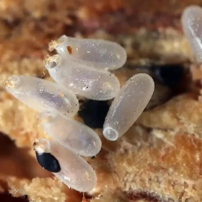 How big are bed bugs? Anticimex